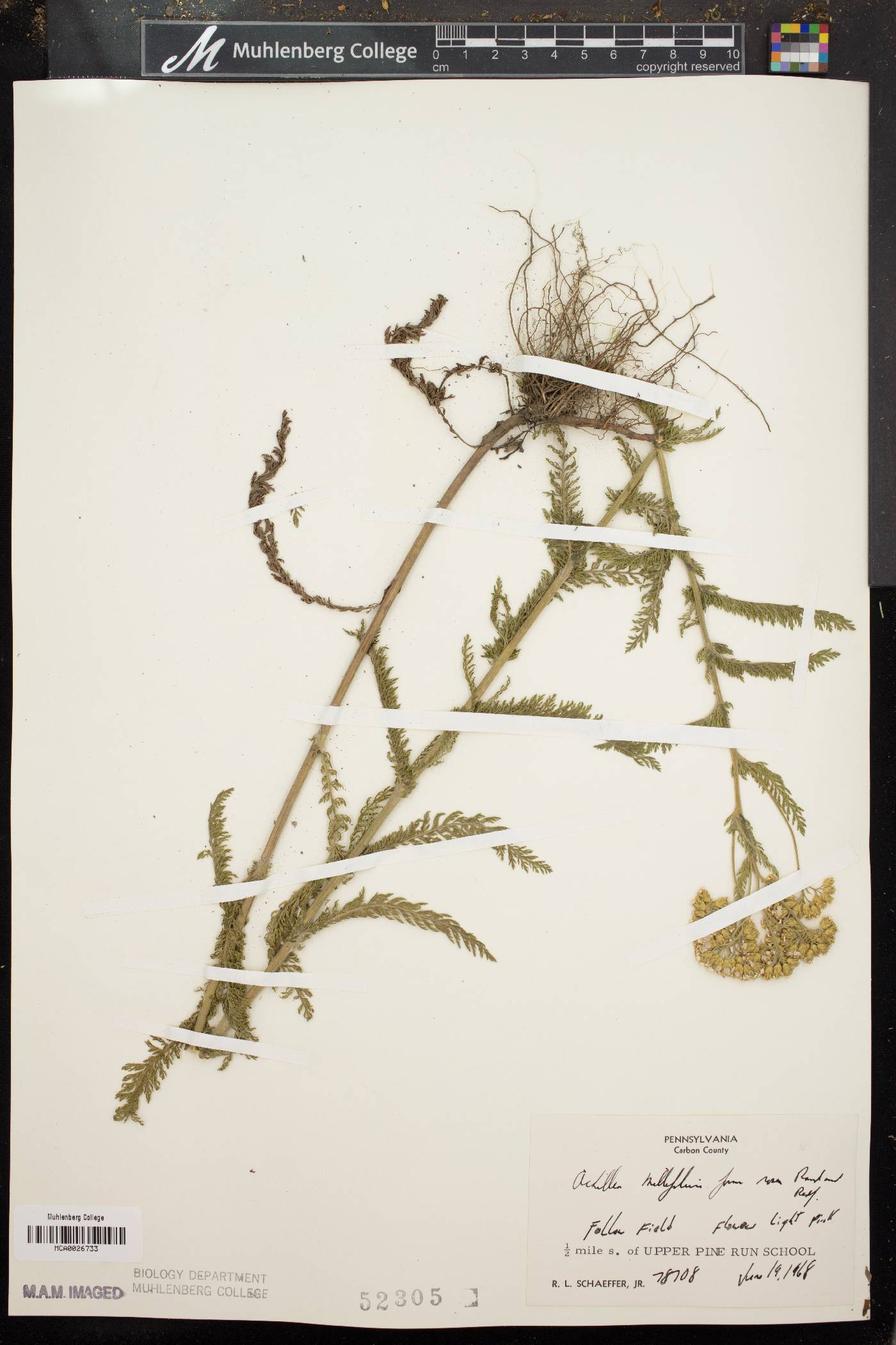 Achillea millefolium f. rosea image