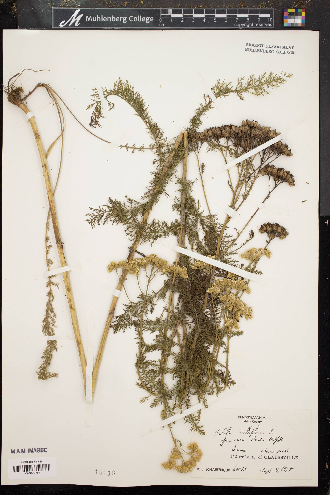 Achillea millefolium f. rosea image