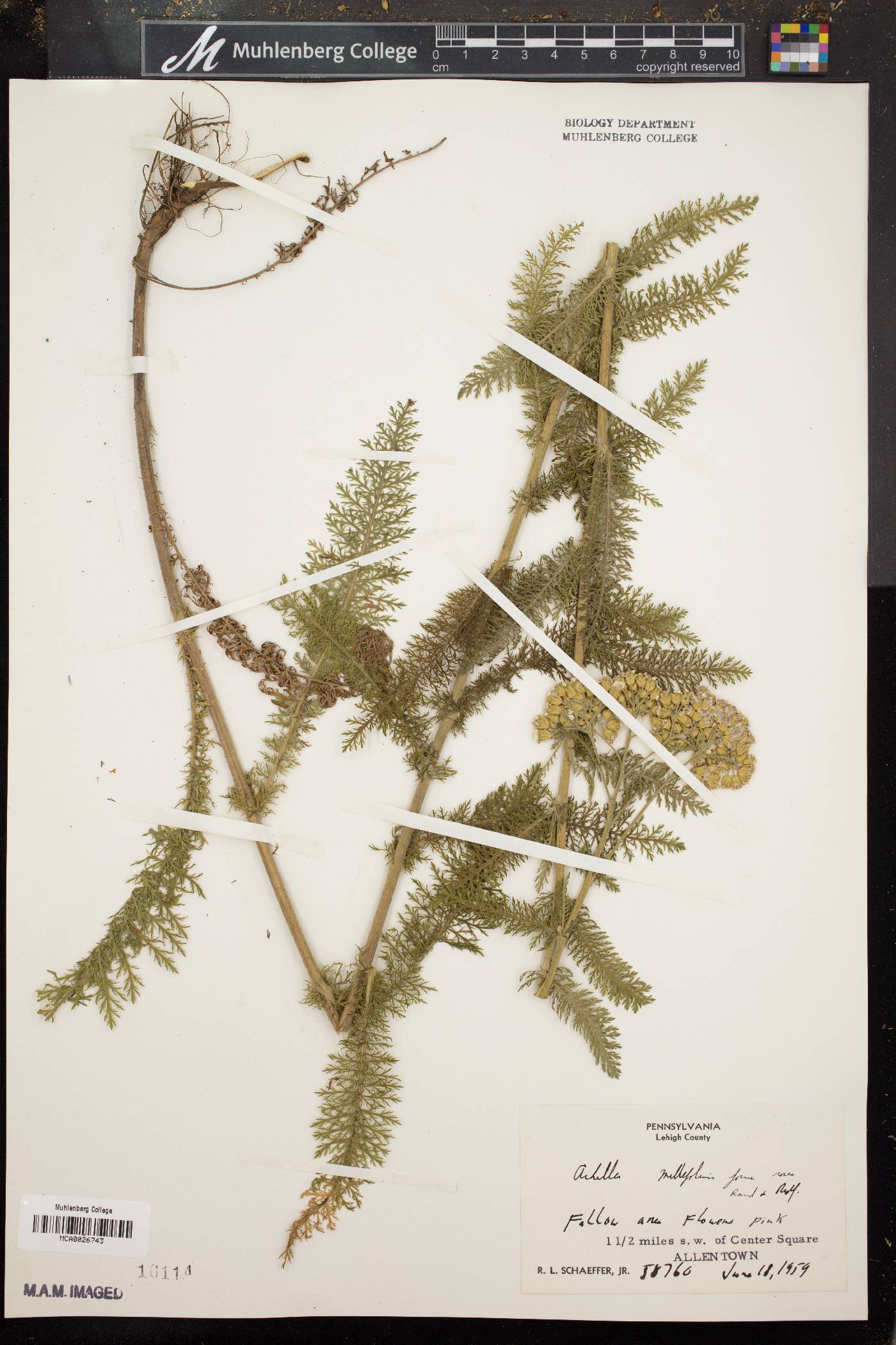 Achillea millefolium f. rosea image