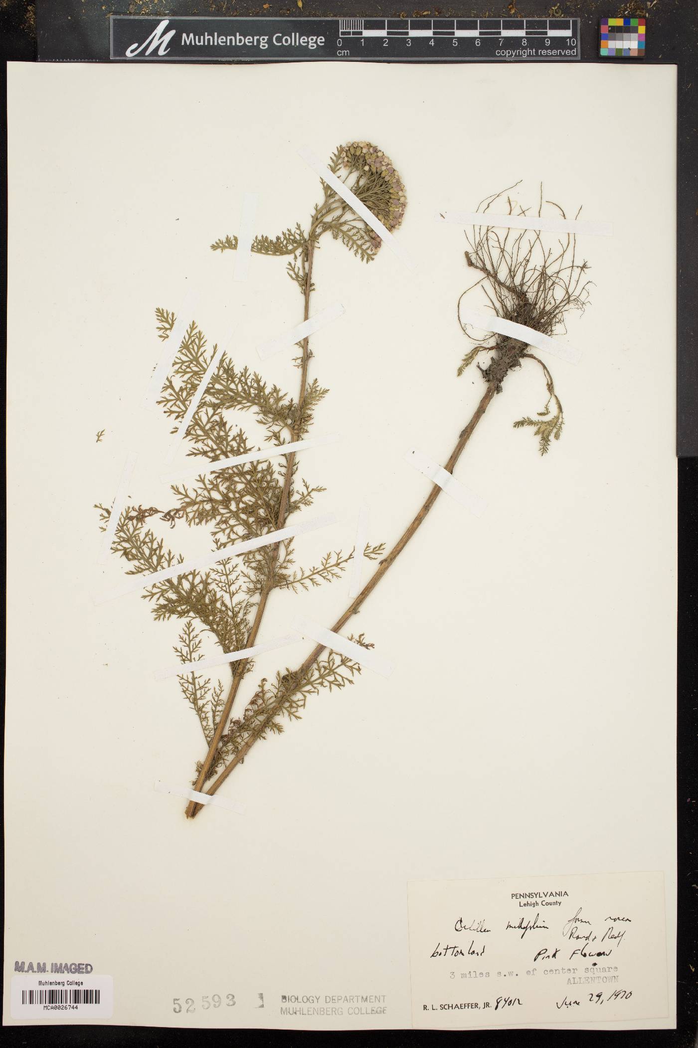 Achillea millefolium f. rosea image