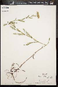 Achillea millefolium f. rosea image