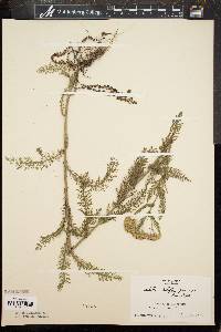 Achillea millefolium f. rosea image