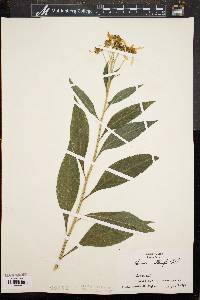 Verbesina alternifolia image