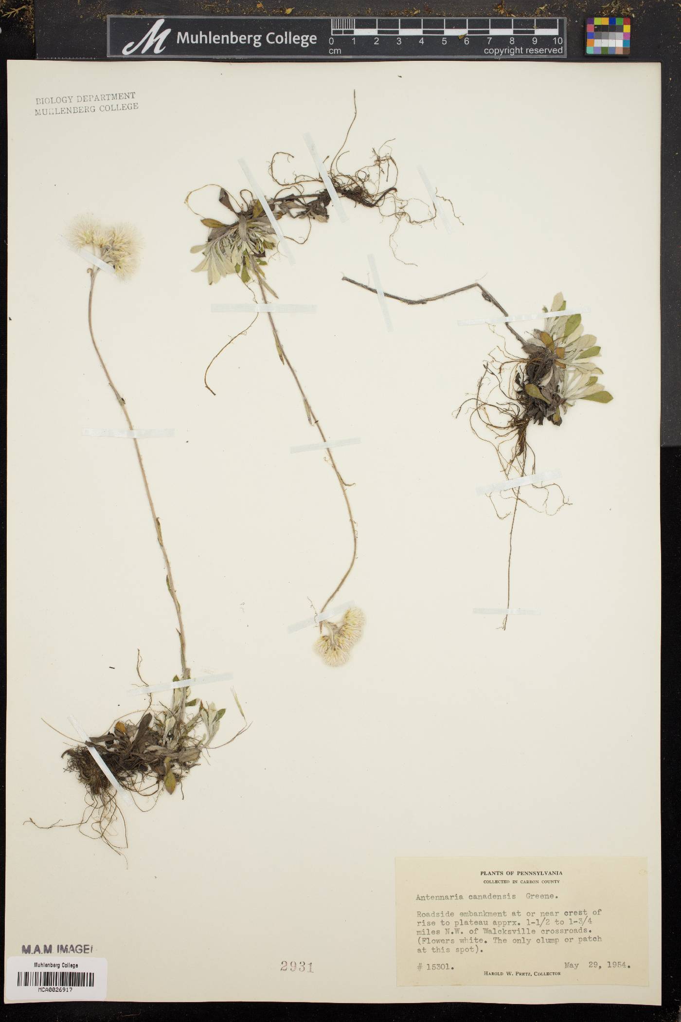 Antennaria canadensis image