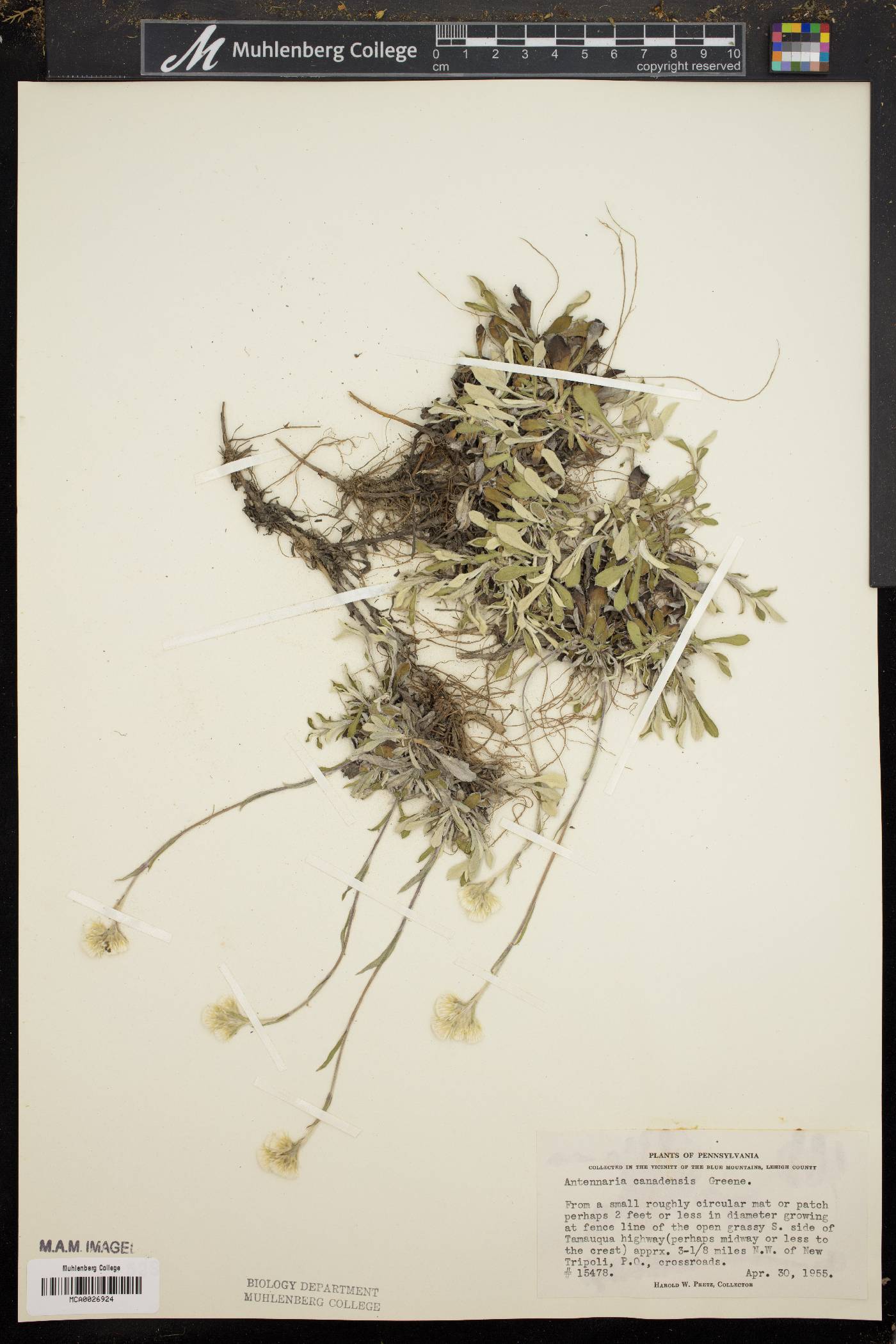 Antennaria canadensis image