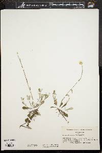 Antennaria howellii subsp. neodioica image