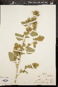 Arctium minus image