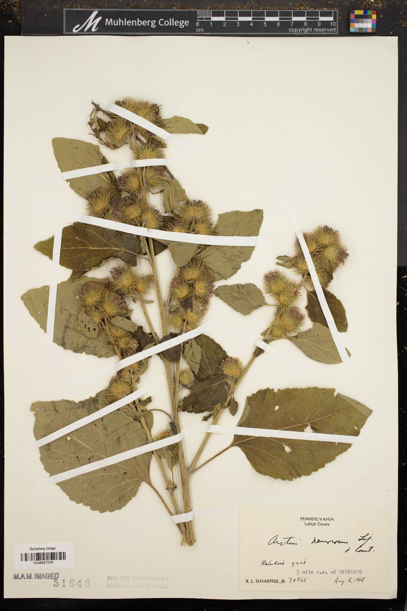 Arctium nemorosum image