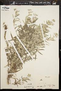 Artemisia absinthium image