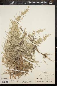 Artemisia absinthium image