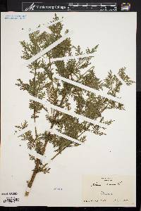 Artemisia annua image