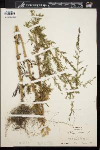 Artemisia annua image