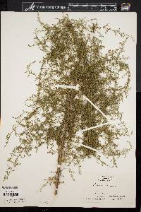 Artemisia annua image