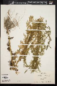 Artemisia annua image