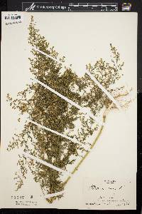 Artemisia annua image