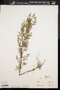 Artemisia annua image