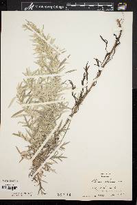 Artemisia stelleriana image