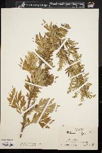 Artemisia vulgaris image