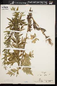 Artemisia vulgaris image