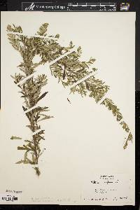 Artemisia vulgaris image