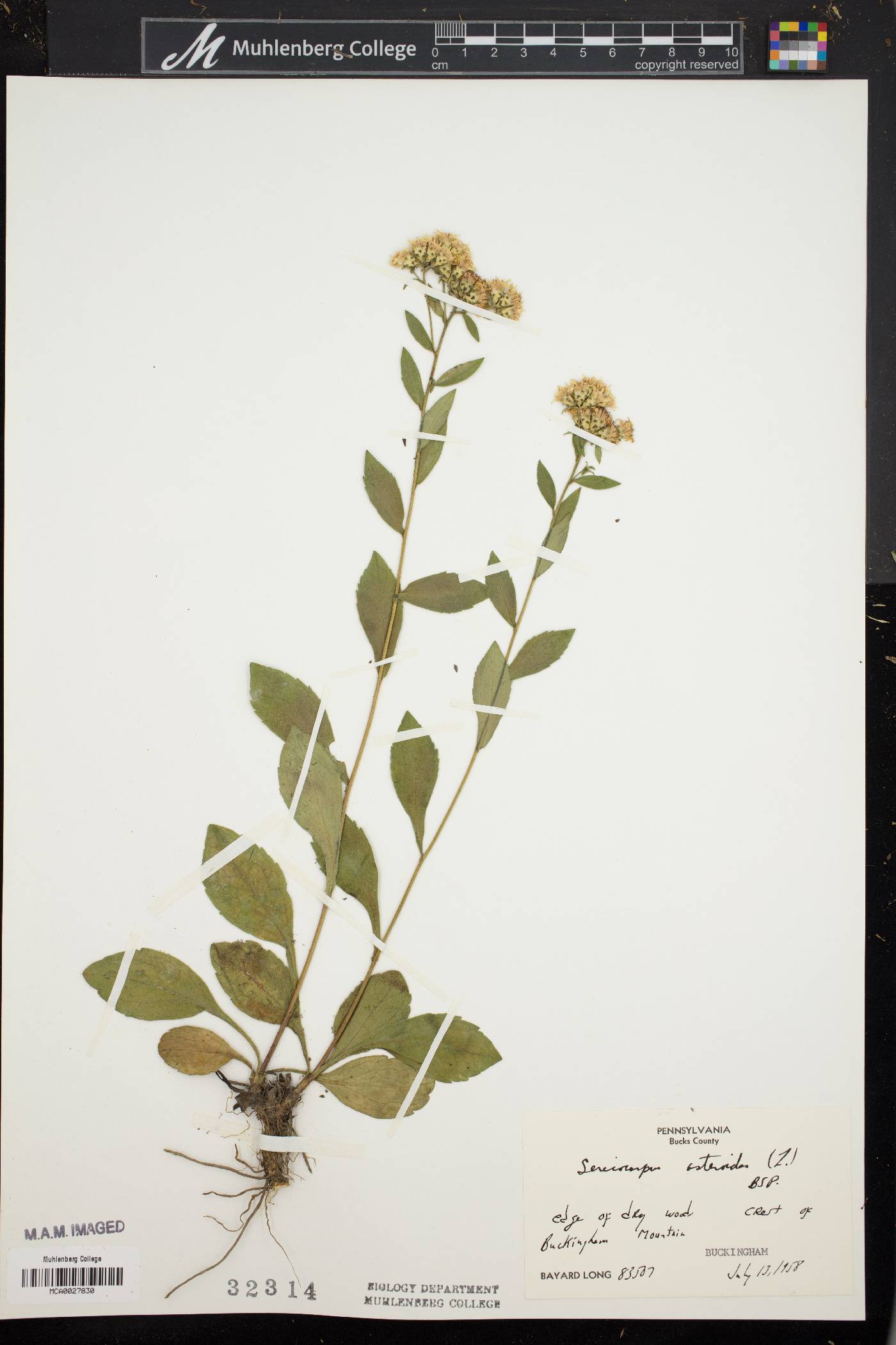 Sericocarpus asteroides image