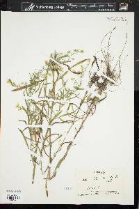 Symphyotrichum pilosum var. pringlei image