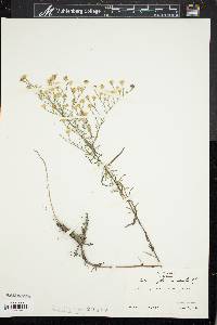 Symphyotrichum pilosum var. pringlei image