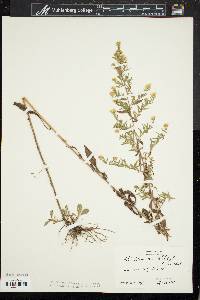 Symphyotrichum pilosum var. pilosum image