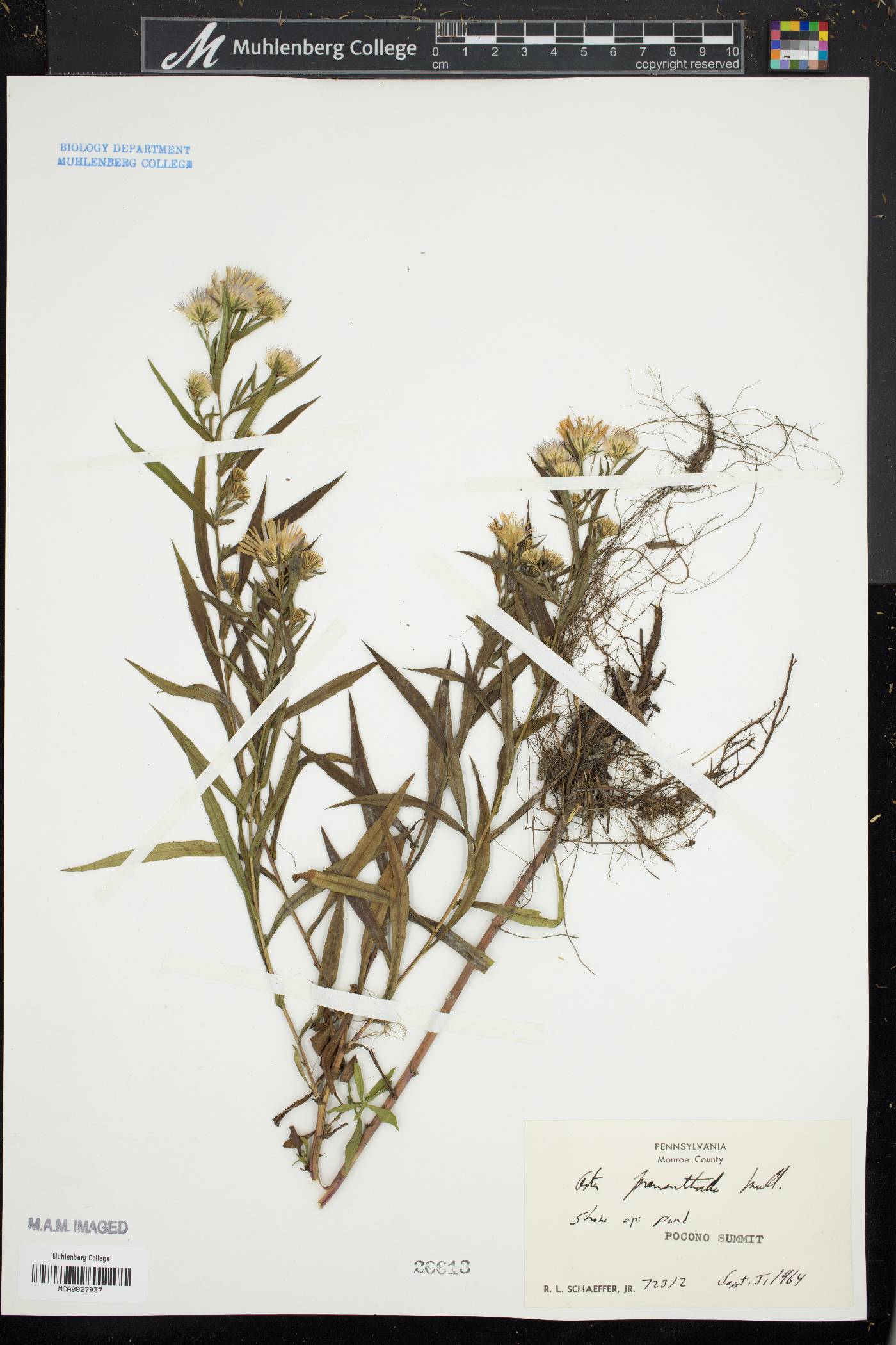 Symphyotrichum prenanthoides image