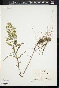 Symphyotrichum lanceolatum var. lanceolatum image