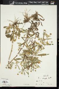 Symphyotrichum lanceolatum var. lanceolatum image