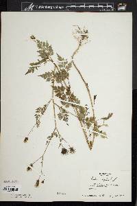 Bidens bipinnata image