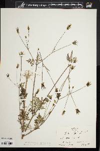 Bidens bipinnata image