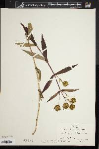 Bidens tripartita image