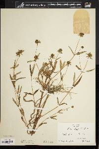 Bidens laevis image