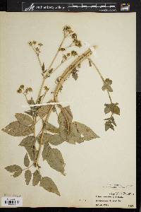 Bidens leucantha image