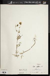 Bidens polylepis image