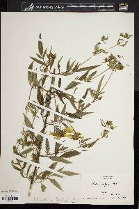 Bidens polylepis image