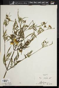 Bidens polylepis image