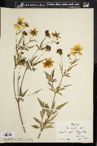 Bidens polylepis image