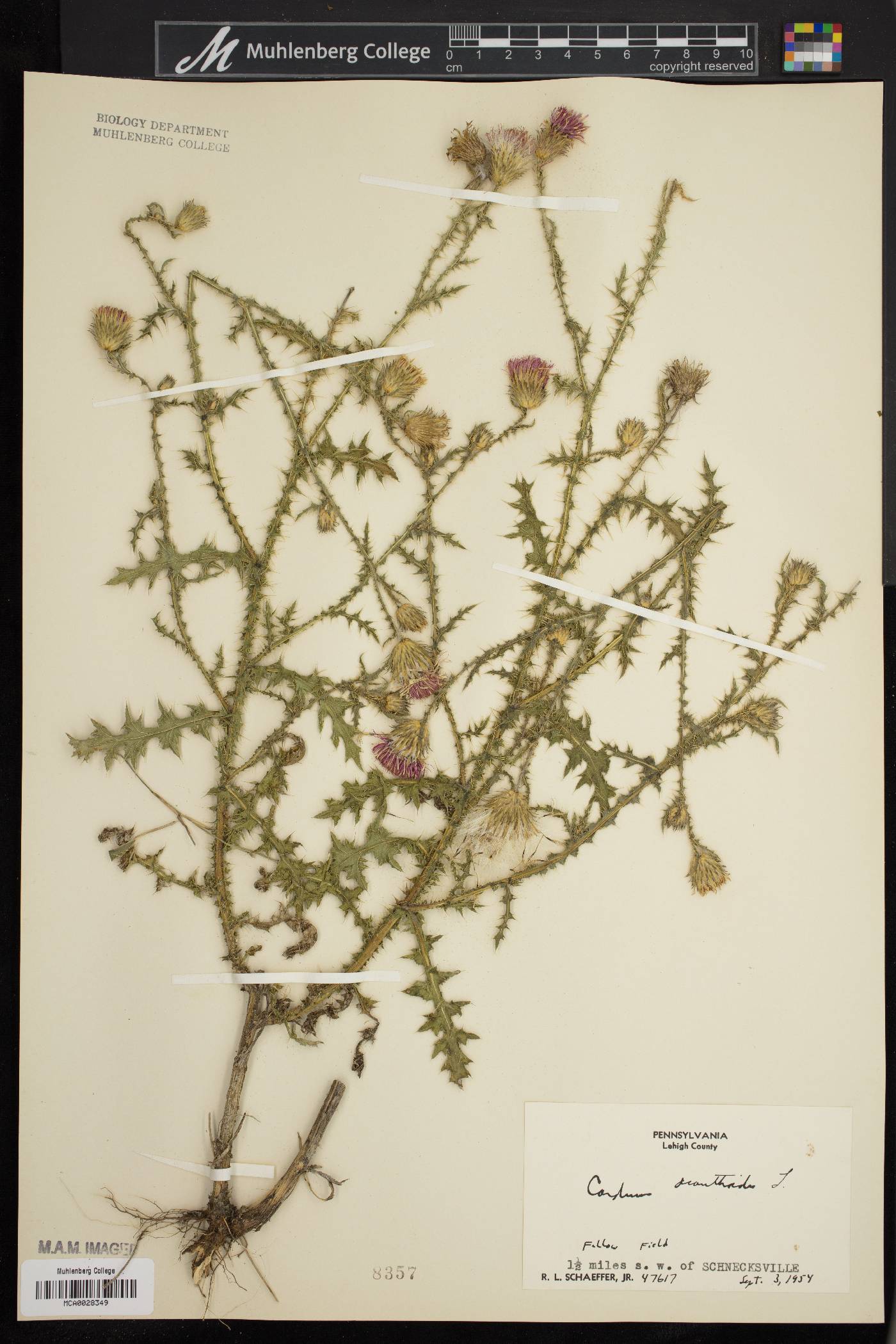 Carduus acanthoides image