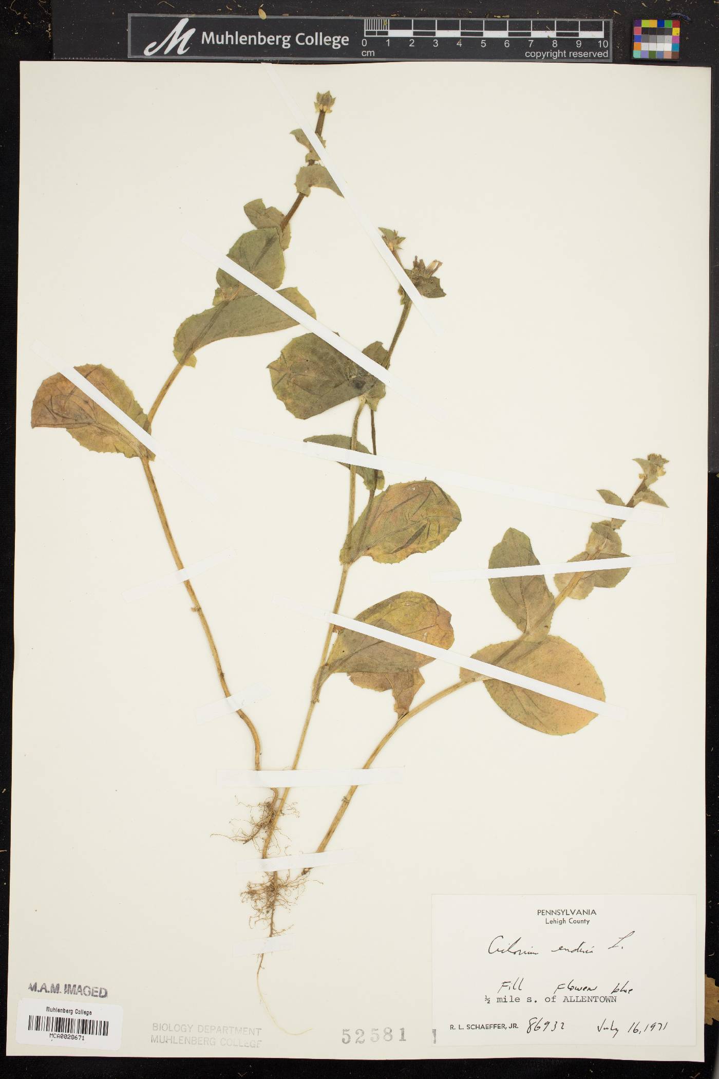 Cichorium endivia image