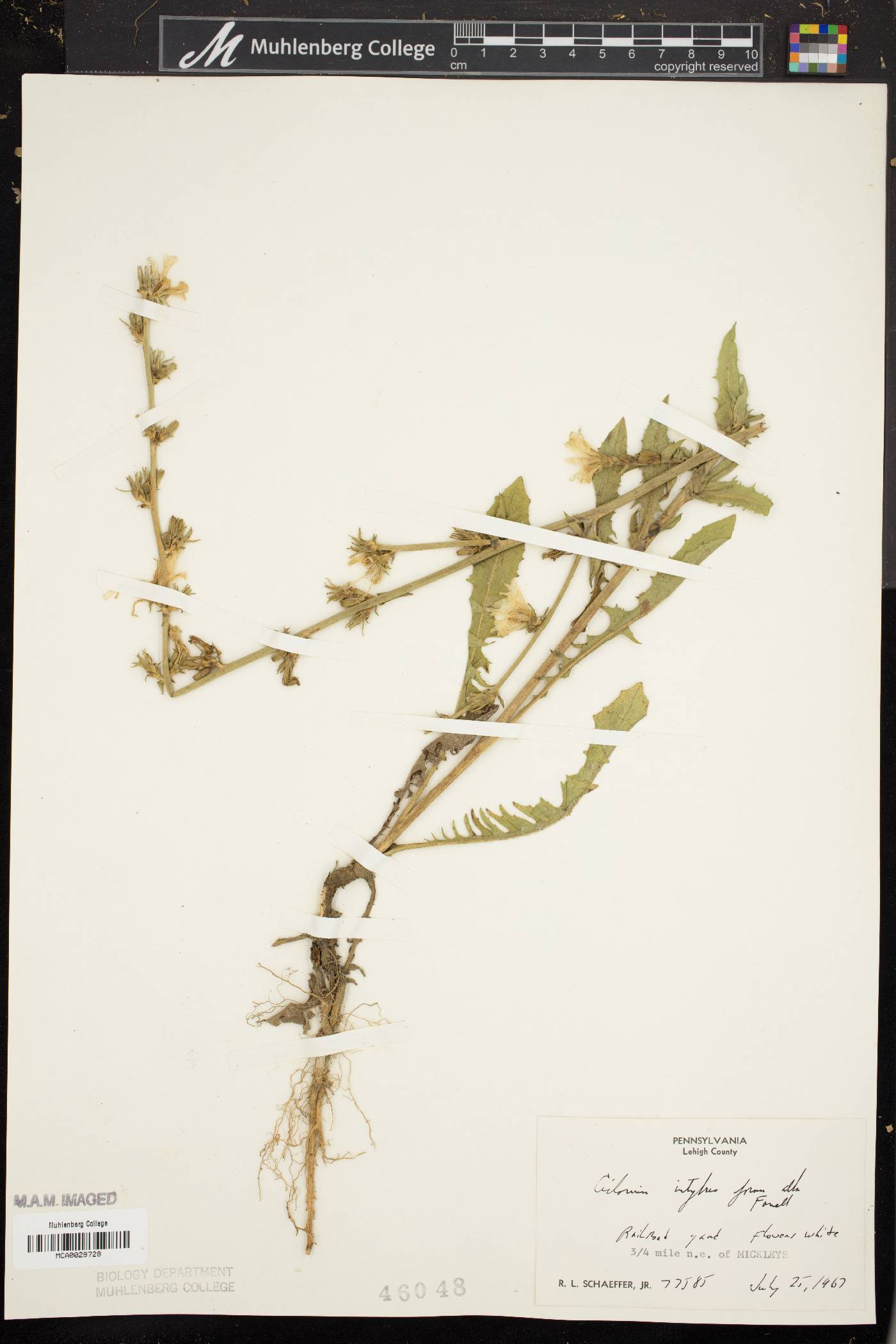 Cichorium intybus f. album image