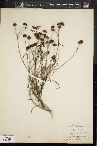 Coreopsis leavenworthii image