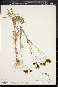 Coreopsis tinctoria image