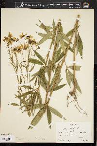 Coreopsis tripteris image