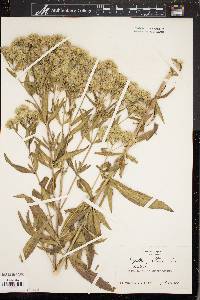 Eupatorium altissimum image