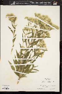 Eupatorium altissimum image