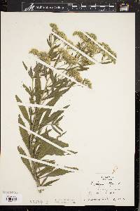 Eupatorium altissimum image