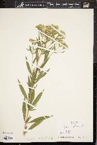 Eupatorium altissimum image